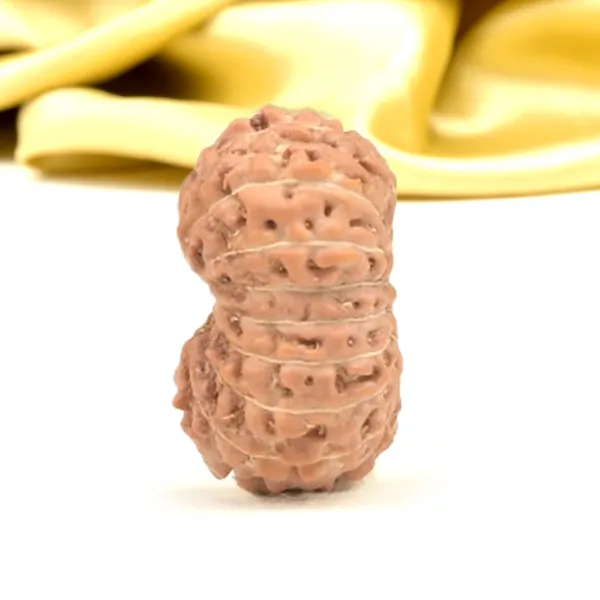 16_Mukhi_From_Java_Indonesia_Small_Cxliv