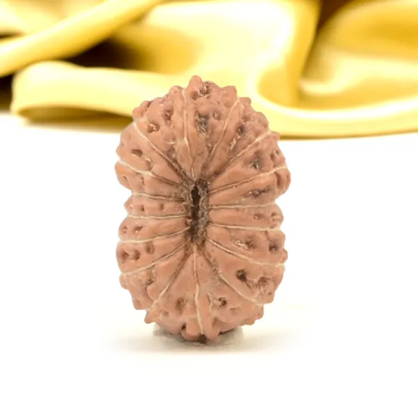 16_Mukhi_From_Java_Indonesia_Small_Cxliv