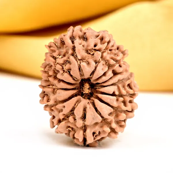 14_Mukhi_Rudraksha_Bead_Nepal_Origin_Deva_Mani
