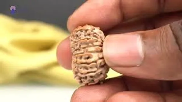 14_Mukhi_Rudraksha_Bead_Nepal_Origin_Deva_Mani