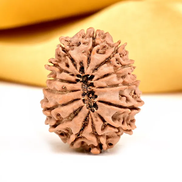 14_Mukhi_Rudraksha_Bead_Nepal_Origin_Deva_Mani