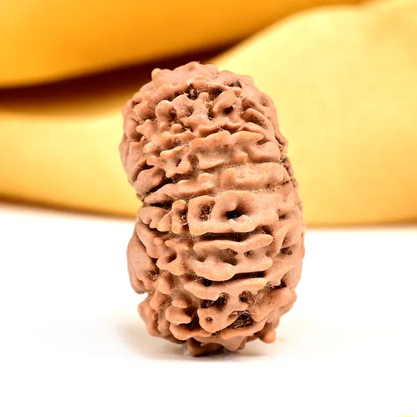 14_Mukhi_Rudraksha_Bead_Nepal_Origin_Deva_Mani