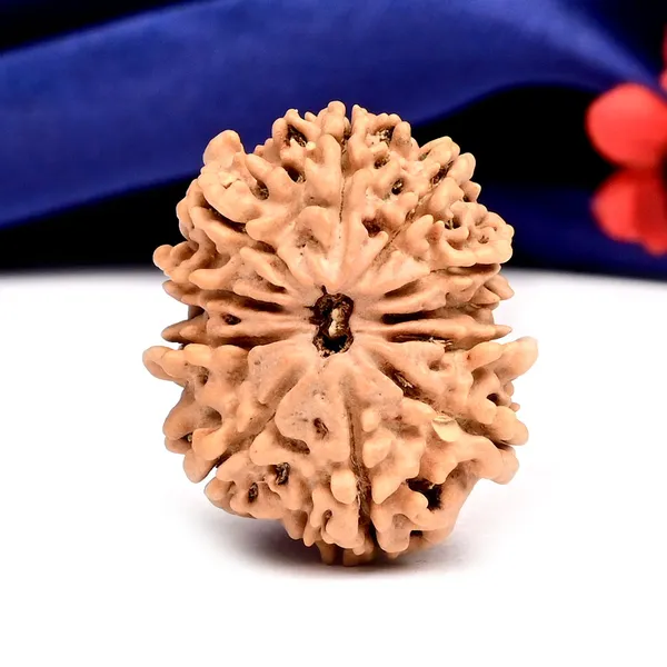 Techpandit_11_Mukhi_Nepal_Rudraksha_Bead