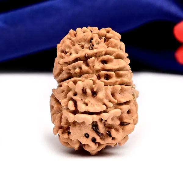 Techpandit_11_Mukhi_Nepal_Rudraksha_Bead