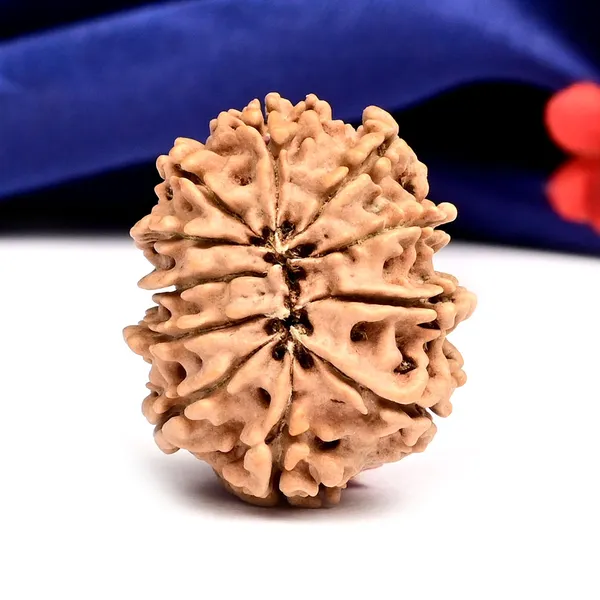 Techpandit_11_Mukhi_Nepal_Rudraksha_Bead