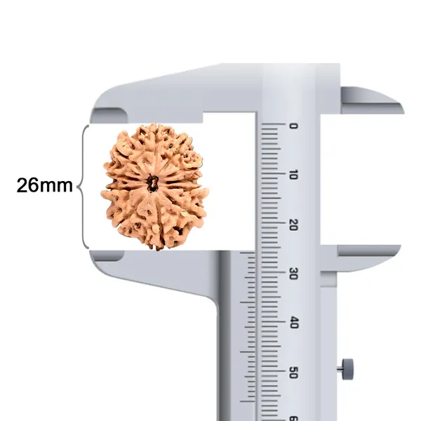 Techpandit_11_Mukhi_Nepal_Rudraksha_Bead