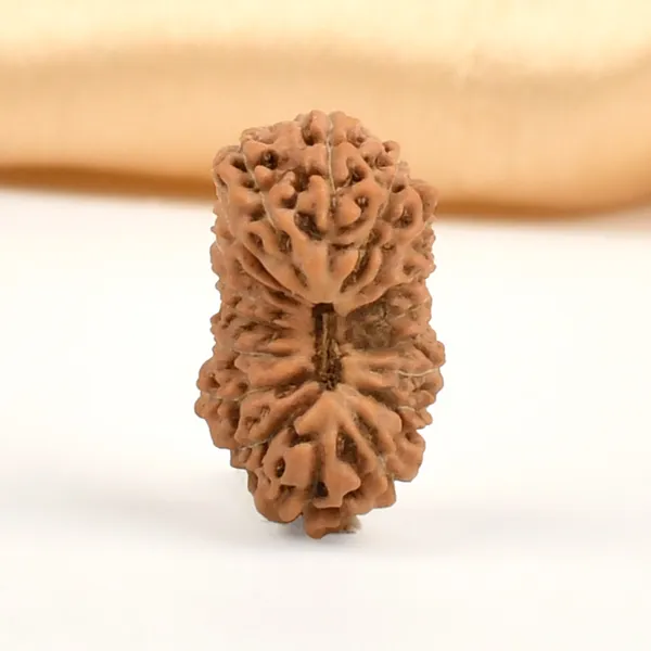 18_Mukhi_From_Java_Indonesia_Cxxxi