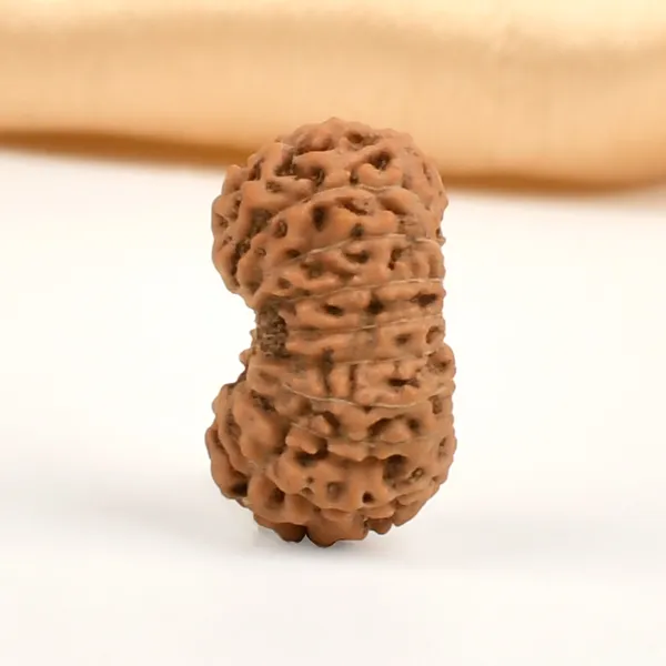 18_Mukhi_From_Java_Indonesia_Cxxxi