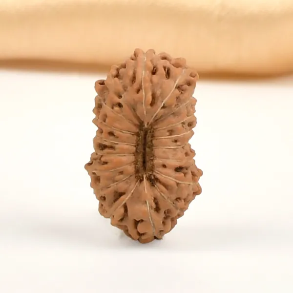 18_Mukhi_From_Java_Indonesia_Cxxxi