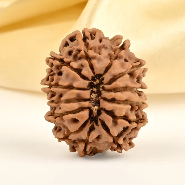 13_Mukhi_From_Nepal_Small_Cdxii