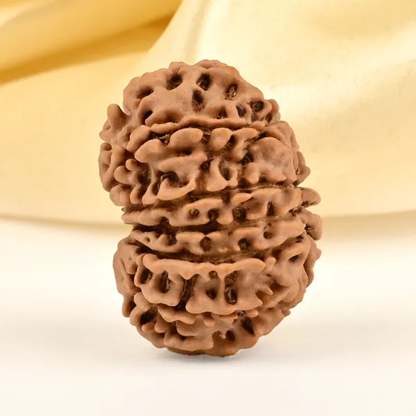 13_Mukhi_From_Nepal_Small_Cdxii