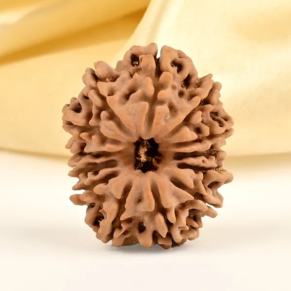 13_Mukhi_From_Nepal_Small_Cdxii