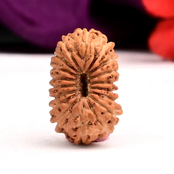 18_Mukhi_From_Java_Indonesia_Small_Cxcvi