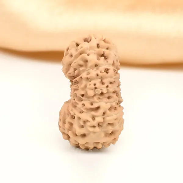 19_Mukhi_From_Java_Indonesia_Large_Lxiii