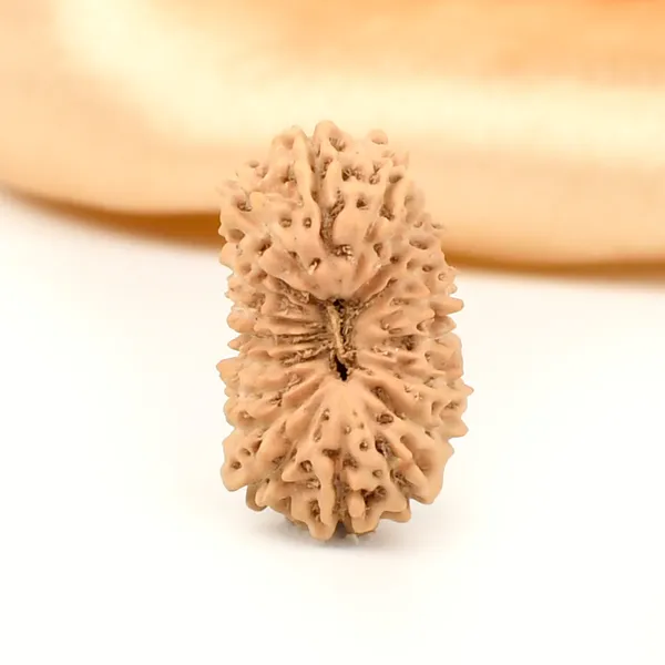 19_Mukhi_From_Java_Indonesia_Large_Lxiii