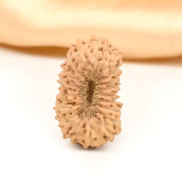 19_Mukhi_From_Java_Indonesia_Large_Lxiii