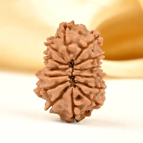 14_Mukhi_From_Nepal_Tiny_Li
