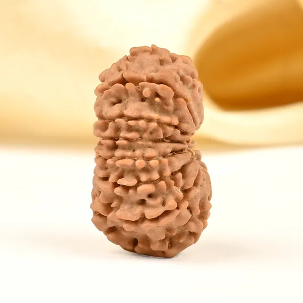 14_Mukhi_From_Nepal_Tiny_Li
