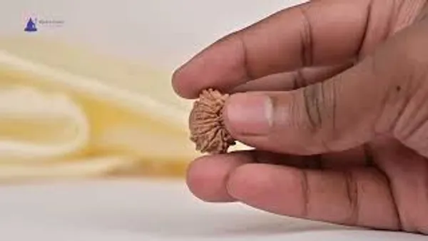 14_Mukhi_From_Nepal_Tiny_Li