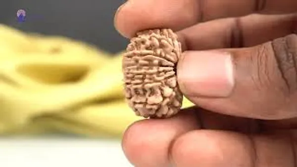14_Mukhi_From_Nepal_Small_Ccxxxvii