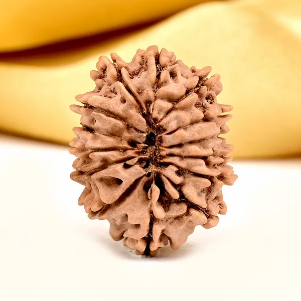 14_Mukhi_From_Nepal_Small_Ccxxxvii