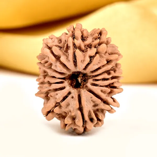 14_Mukhi_From_Nepal_Small_Ccxxxvii