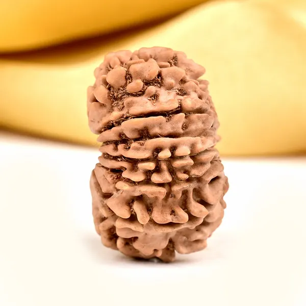 14_Mukhi_From_Nepal_Small_Ccxxxvii