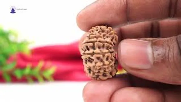 15_Mukhi_From_Nepal_Cxxvii