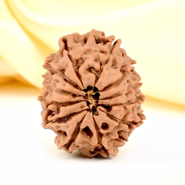 12_Mukhi_Rudraksha_Bead_Nepal_Origin