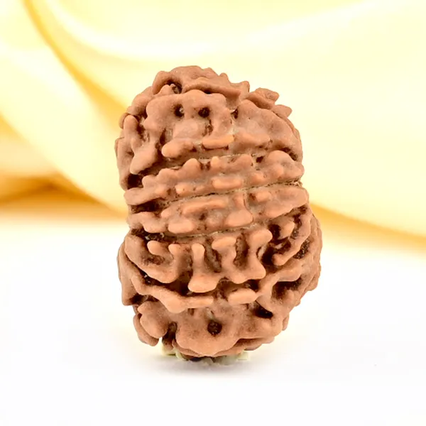 12_Mukhi_Rudraksha_Bead_Nepal_Origin