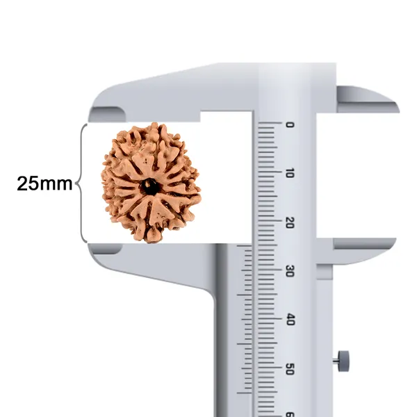 12_Mukhi_Rudraksha_Bead_Nepal_Origin
