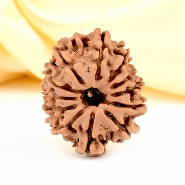12_Mukhi_Rudraksha_Bead_Nepal_Origin