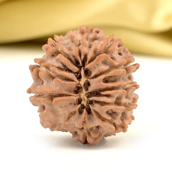 Techpandit_11_Mukhi_Nepali_Rudraksha_Bead_Brown
