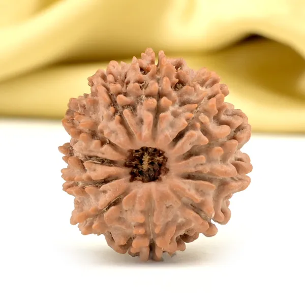 Techpandit_11_Mukhi_Nepali_Rudraksha_Bead_Brown