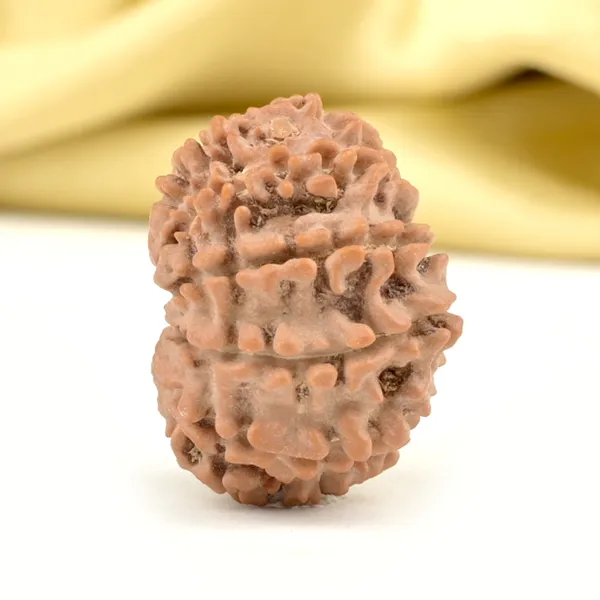 Techpandit_11_Mukhi_Nepali_Rudraksha_Bead_Brown