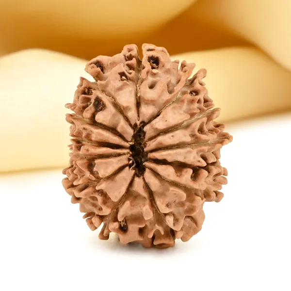 13_Mukhi_From_Nepal_Small_Cccxcv