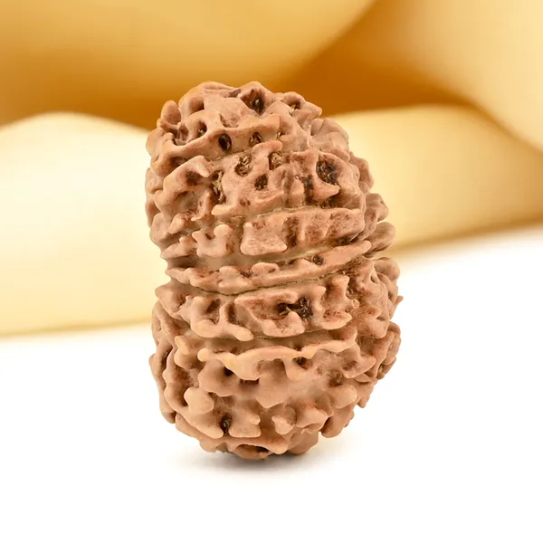 13_Mukhi_From_Nepal_Small_Cccxcv