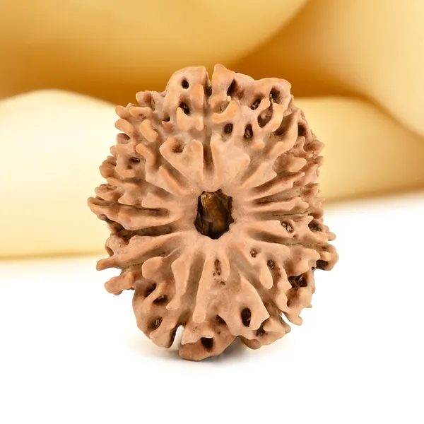 13_Mukhi_From_Nepal_Small_Cccxcv