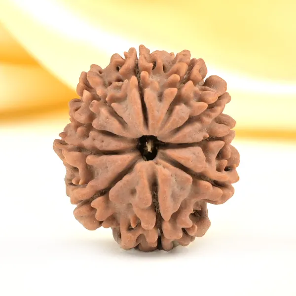 10_Mukhi_From_Nepal_Small_Cdlxix