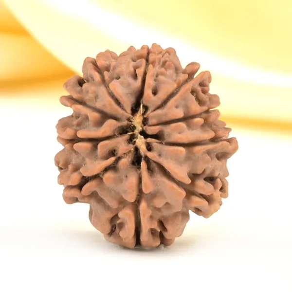 10_Mukhi_From_Nepal_Small_Cdlxix