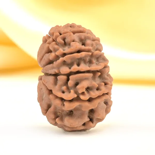 10_Mukhi_From_Nepal_Small_Cdlxix