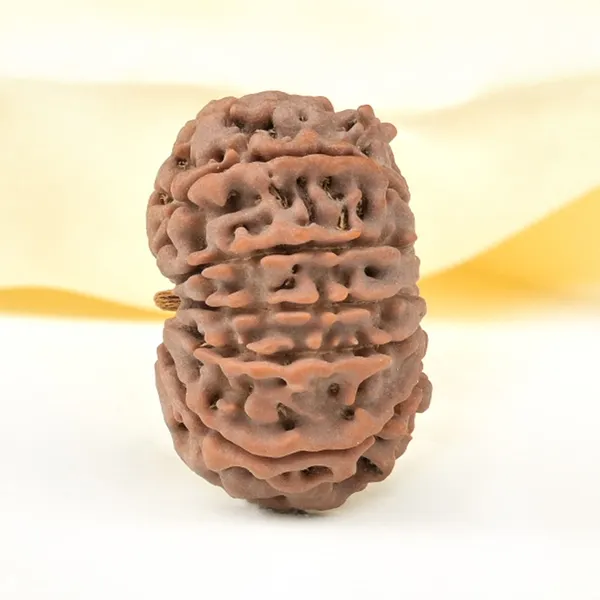 12_Mukhi_From_Nepal_Large_Cxxxii