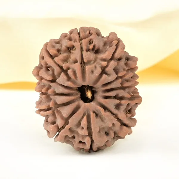 12_Mukhi_From_Nepal_Large_Cxxxii