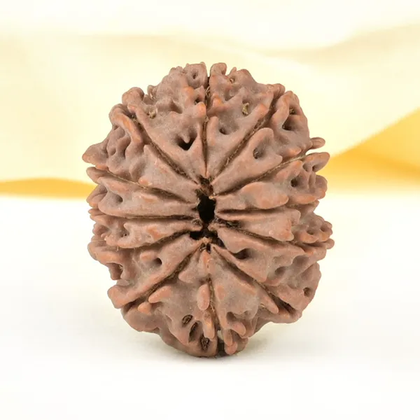 12_Mukhi_From_Nepal_Large_Cxxxii