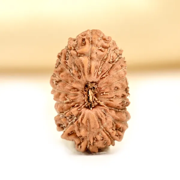 18_Mukhi_From_Java_Indonesia_Tiny_Viii