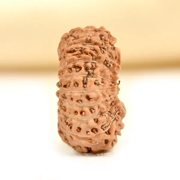18_Mukhi_From_Java_Indonesia_Tiny_Viii