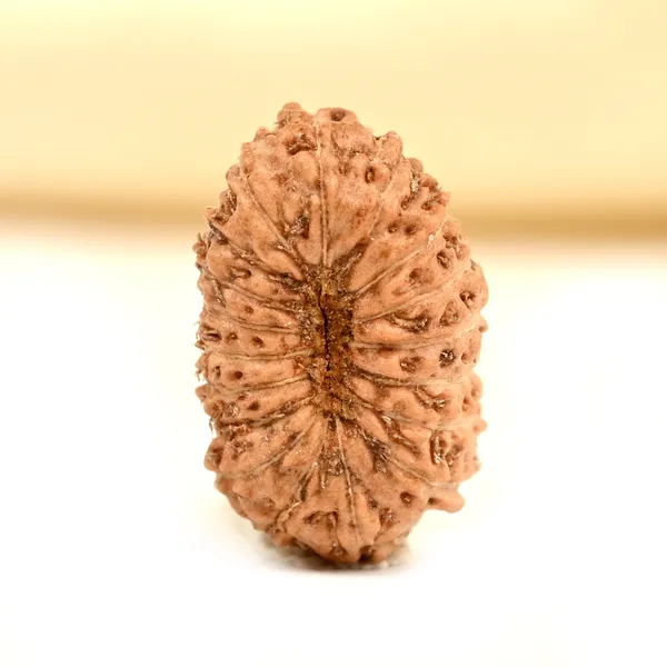 18_Mukhi_From_Java_Indonesia_Tiny_Viii