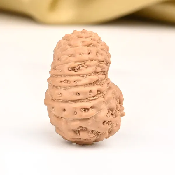 18_Mukhi_From_Java_Indonesia_Cxxvi