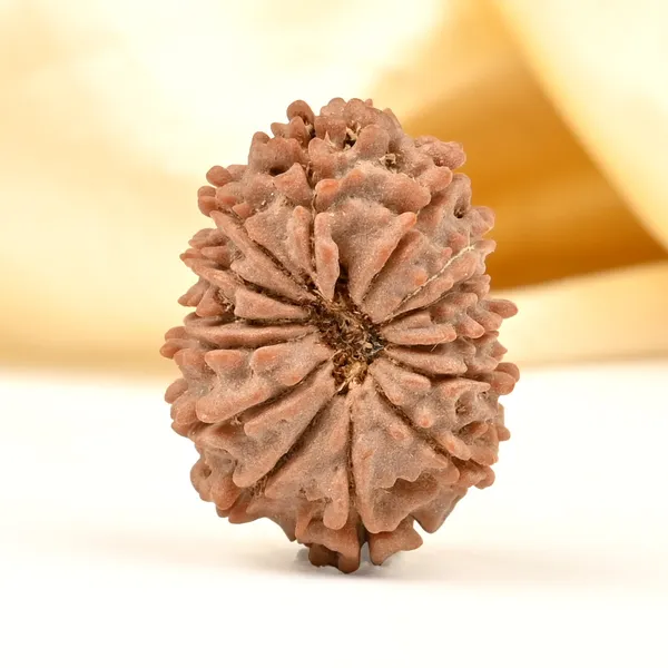 14_Mukhi_From_Nepal_Tiny_Lviii