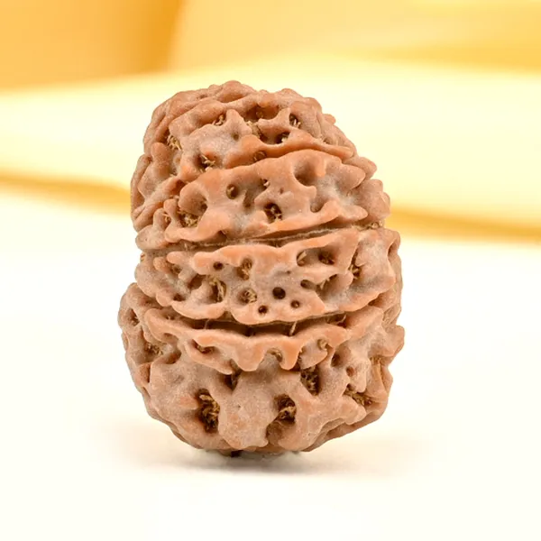 10_Mukhi_From_Nepal_Small_Cd